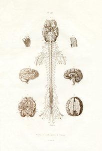 Système nerveux - French School